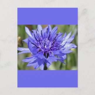 Blue Bachelor Button Flower Vykort
