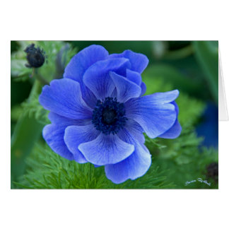 Blue Beauty Hälsningskort