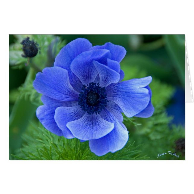 Blue Beauty Hälsningskort (Framsidan Horizontal)