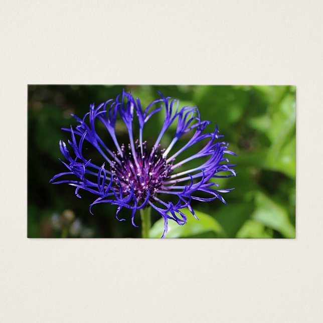 Blue Beauty Visitkort (Framsidan)