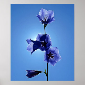 Blue Bellblomma Poster