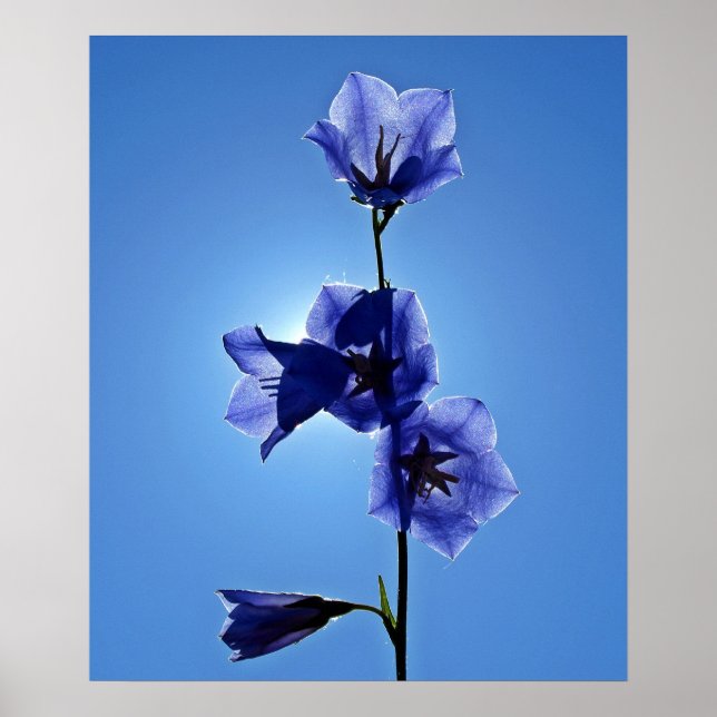 Blue Bellblomma Poster (Framsidan)