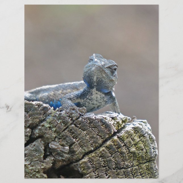 Blue Belly Alligator Lizard (Framsida)