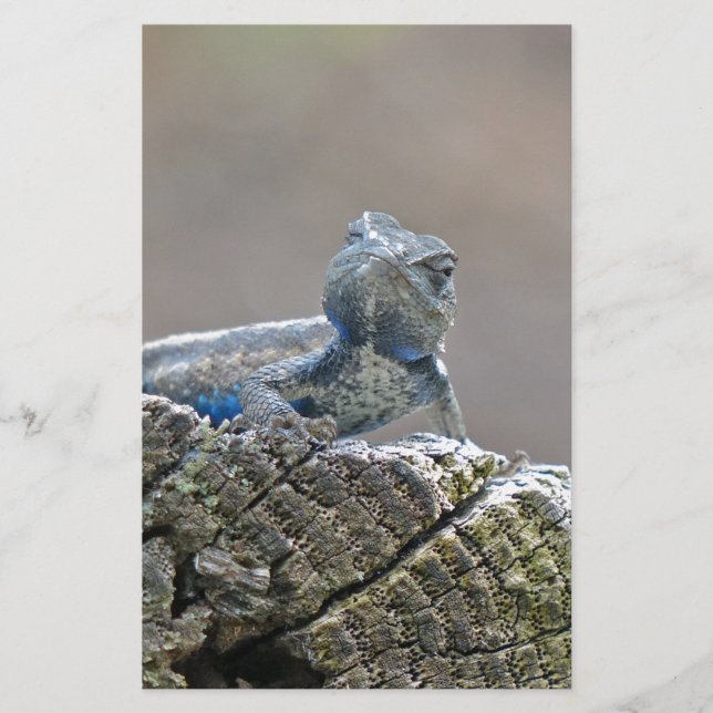 Blue Belly Alligator Lizard Brevpapper (Framsida)