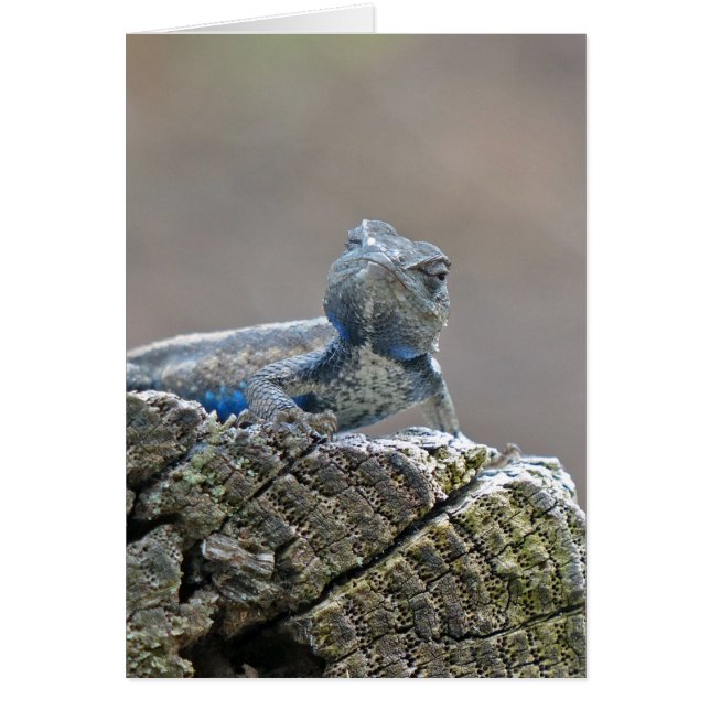 Blue Belly Alligator Lizard Hälsningskort (Framsidan)