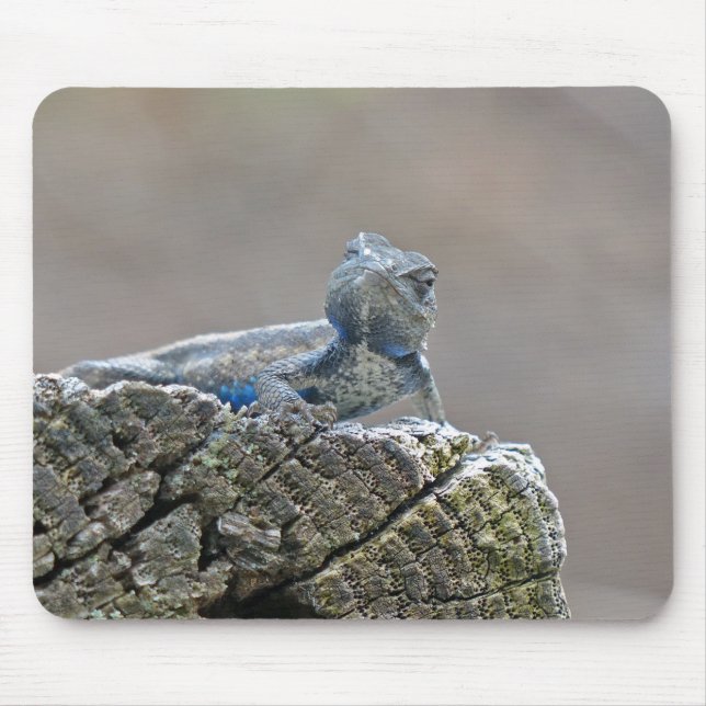 Blue Belly Alligator Lizard Musmatta (Framsidan)