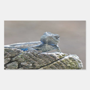 Blue Belly Alligator Lizard Rektangulärt Klistermärke
