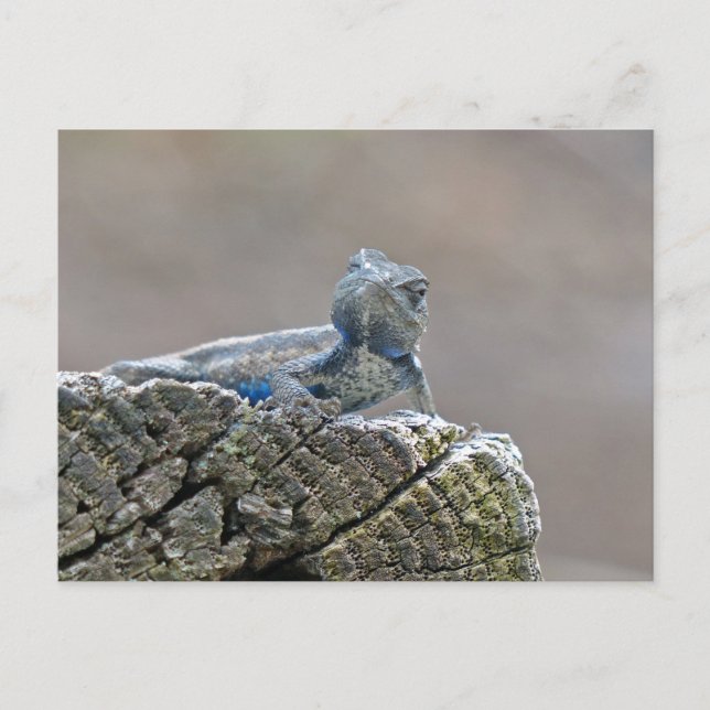 Blue Belly Alligator Lizard Vykort (Framsida)