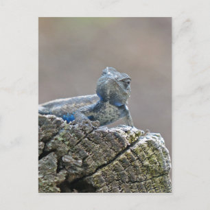Blue Belly Alligator Lizard Vykort