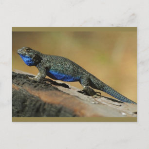 Blue Belly Lizard Vykort