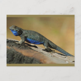 Blue Belly Lizard Vykort