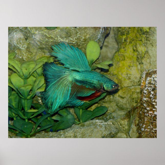 Blue Betta fish Skriv ut eller Poster (Framsidan)