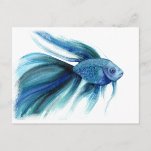 Blue Betta Fish Vykort