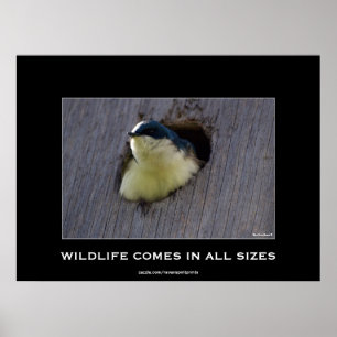 Blue Bird Avian Wildlife Photo Poster