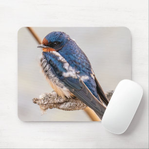 Blue Bird, Barn Sväljer, kanadensiska fotografier Musmatta