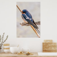 Blue Bird, Barn Sväljer, kanadensiska fotografier