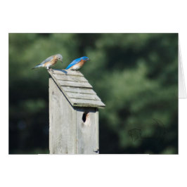 Blue Bird House, Card OBS Kort