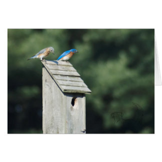 Blue Bird House, Card OBS Kort
