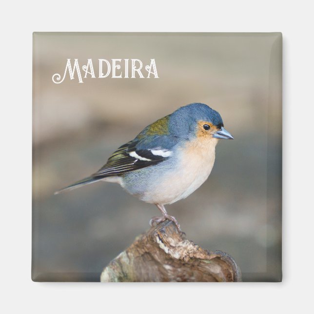 Blue bird Madeira Chaffinch (Fringilla maderensis) Magnet (Framsidan)