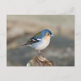 Blue bird Madeira Chaffinch (Fringilla maderensis) Vykort