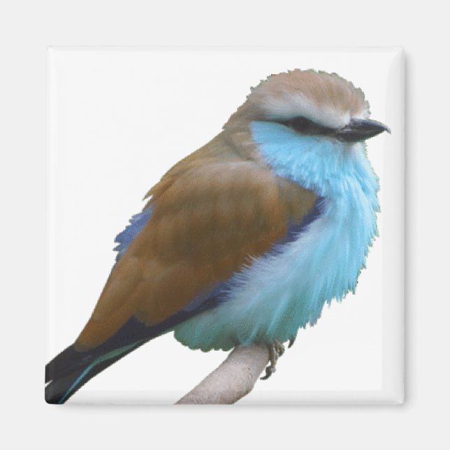 BLUE BIRD MAGNET (Framsidan)