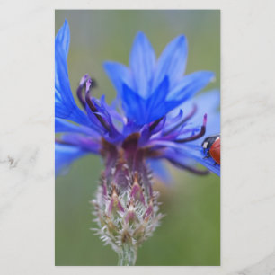 Blue Blommars Ladybug Peace Kärlek Destiny Art Vin Brevpapper