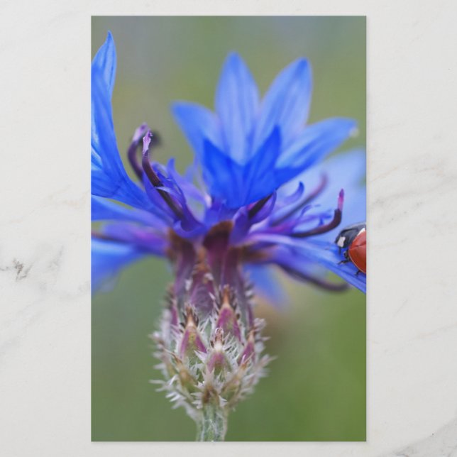 Blue Blommars Ladybug Peace Kärlek Destiny Art Vin Brevpapper (Framsida)