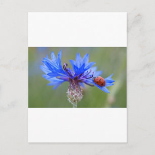 Blue Blommars Ladybug Peace Kärlek Destiny Art Vin Vykort