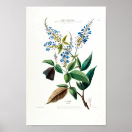 Blue Blommigt Le Colant Plombayo Flore D Amerique Poster