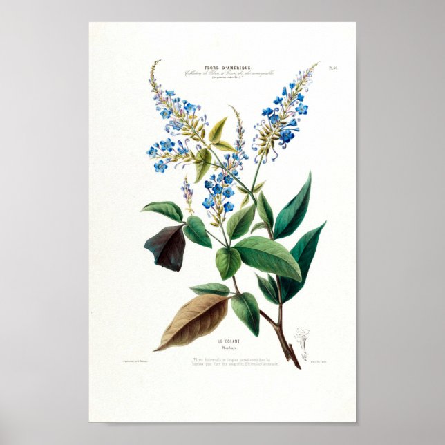 Blue Blommigt Le Colant Plombayo Flore D Amerique Poster (Framsidan)