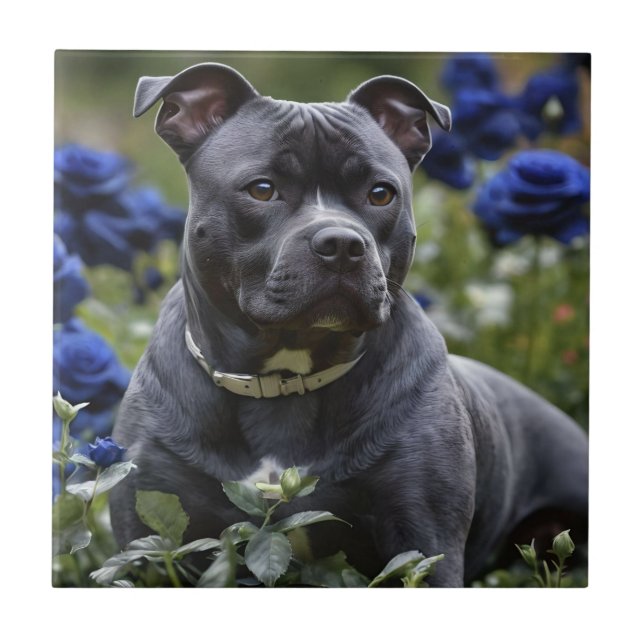 "Blue Brindle Beauty: A staff in Blue Ro Kakelplatta (Framsidan)