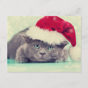 Blue British Cat Purr-Fect-Julhelg Helg Vykort