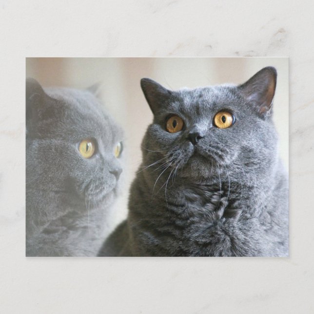 Blue British Shorthair med guld ögon Vykort (Framsida)