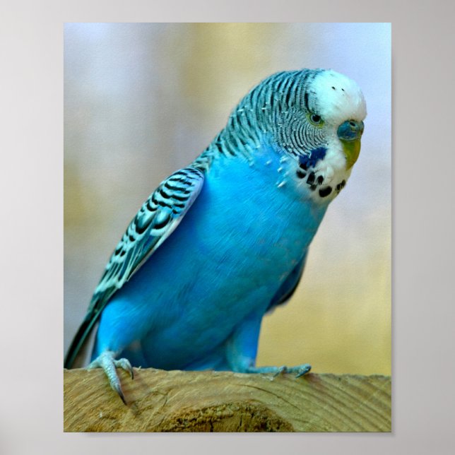 Blue budgerigar perched postcard square sticker T- Poster (Framsidan)