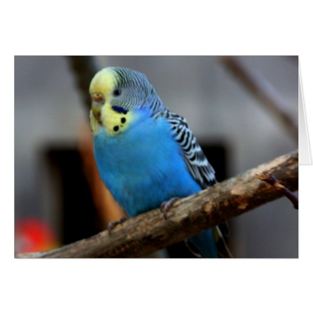 Blue Budgie Hälsningskort (Framsidan Horizontal)