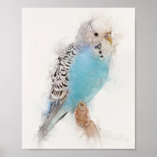 Blue Budgie Porträtt Poster