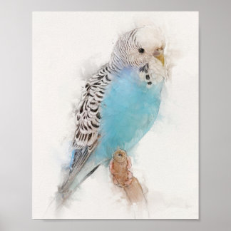 Blue Budgie Porträtt Poster