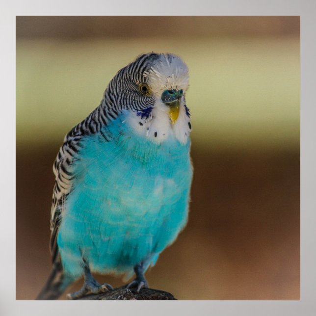 Blue Budgie Poster (Framsidan)