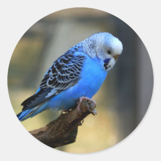 Blue Budgie Runt Klistermärke