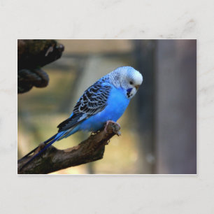 Blue Budgie Vykort
