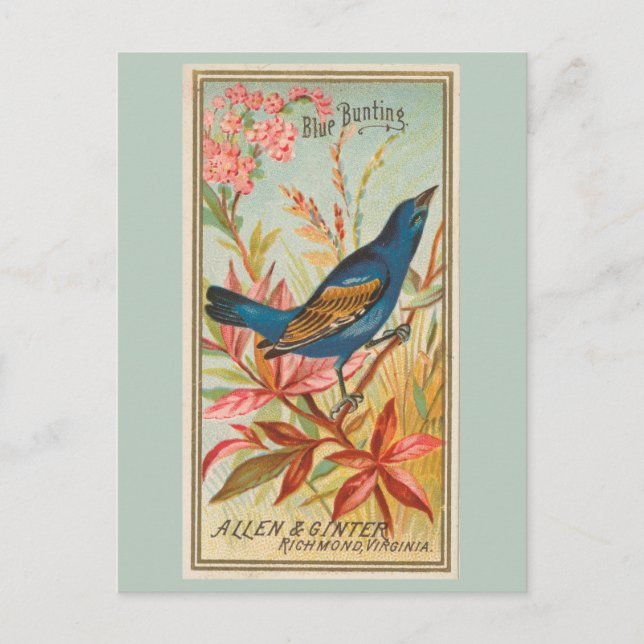 Blue Bunting Vykort (Framsida)