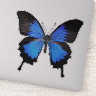 Blue Butterfly 3 Klistermärken