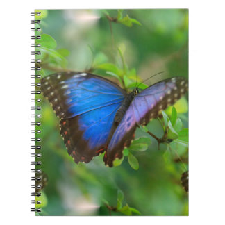 Blue Butterfly Anteckningsbok