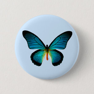 Blue Butterfly Butterfly Button Knapp