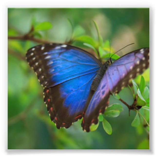 Blue Butterfly Fototryck (Framsidan)