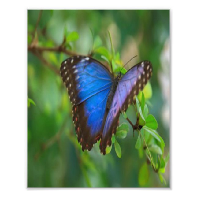 Blue Butterfly Fototryck (Framsidan)