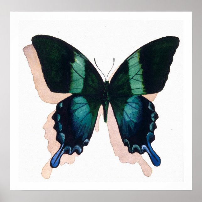 "Blue Butterfly" Insekt Watercolor Art Poster (Framsidan)