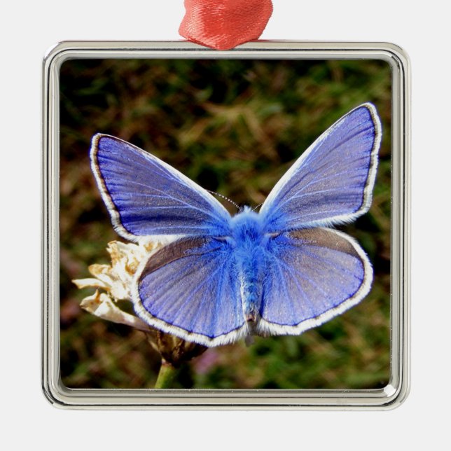 Blue Butterfly Julgransprydnad Metall (Framsidan)