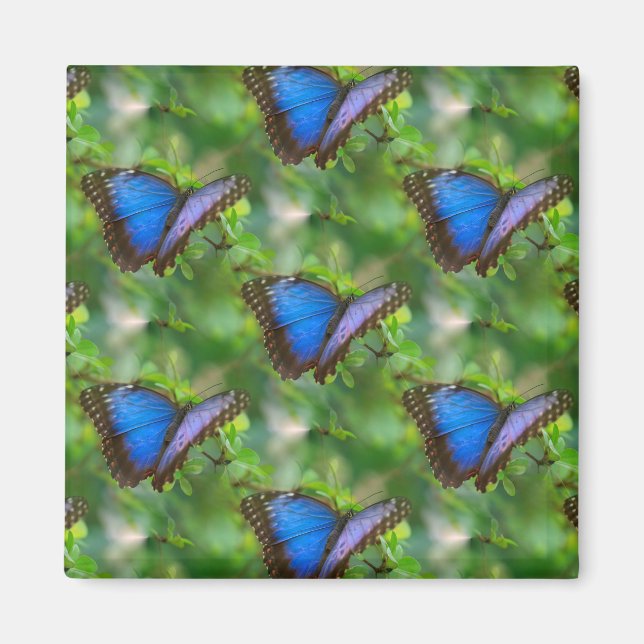 Blue Butterfly Magnet (Framsidan)