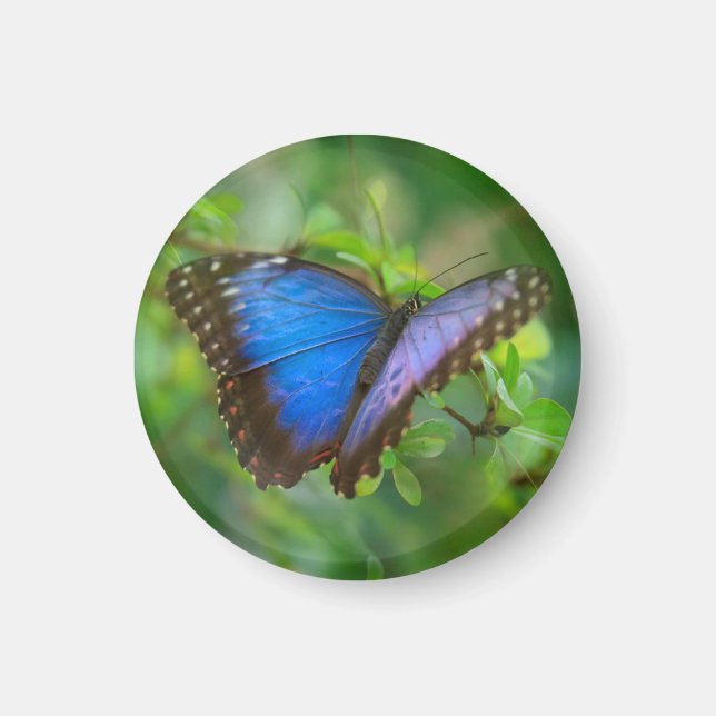 Blue Butterfly Magnet (Framsidan)